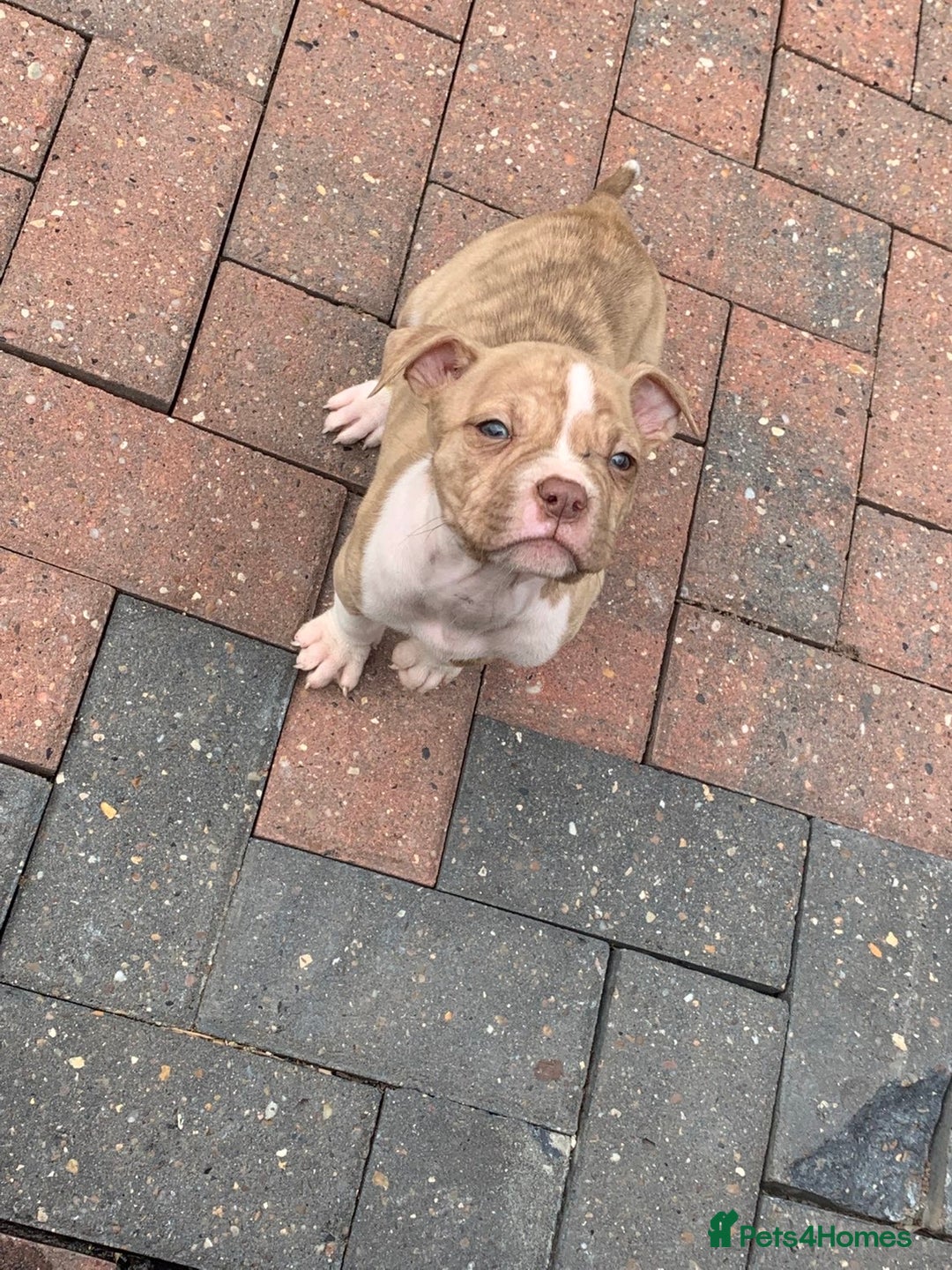 American Bulldog dogs for sale: American bull dogs  - Image 3