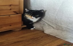 Domestic Shorthair cats for sale: 2-year-old female cat with a beautiful calico coat - Image 2
