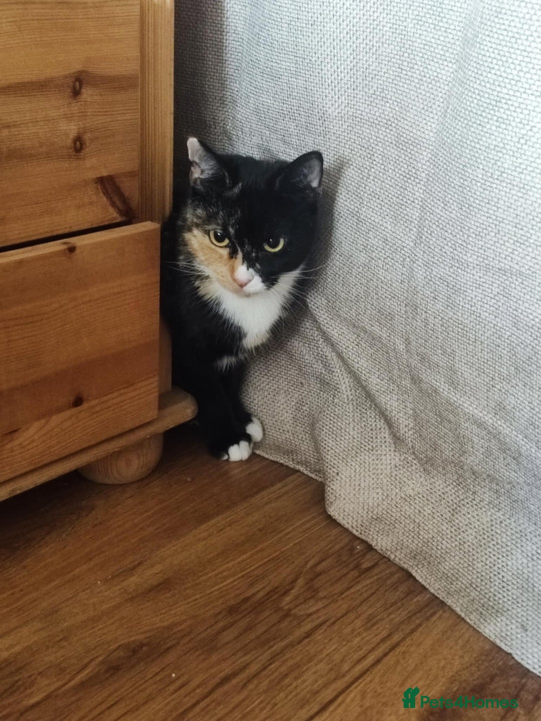 Domestic Shorthair cats for sale: 2-year-old female cat with a beautiful calico coat - Image 2