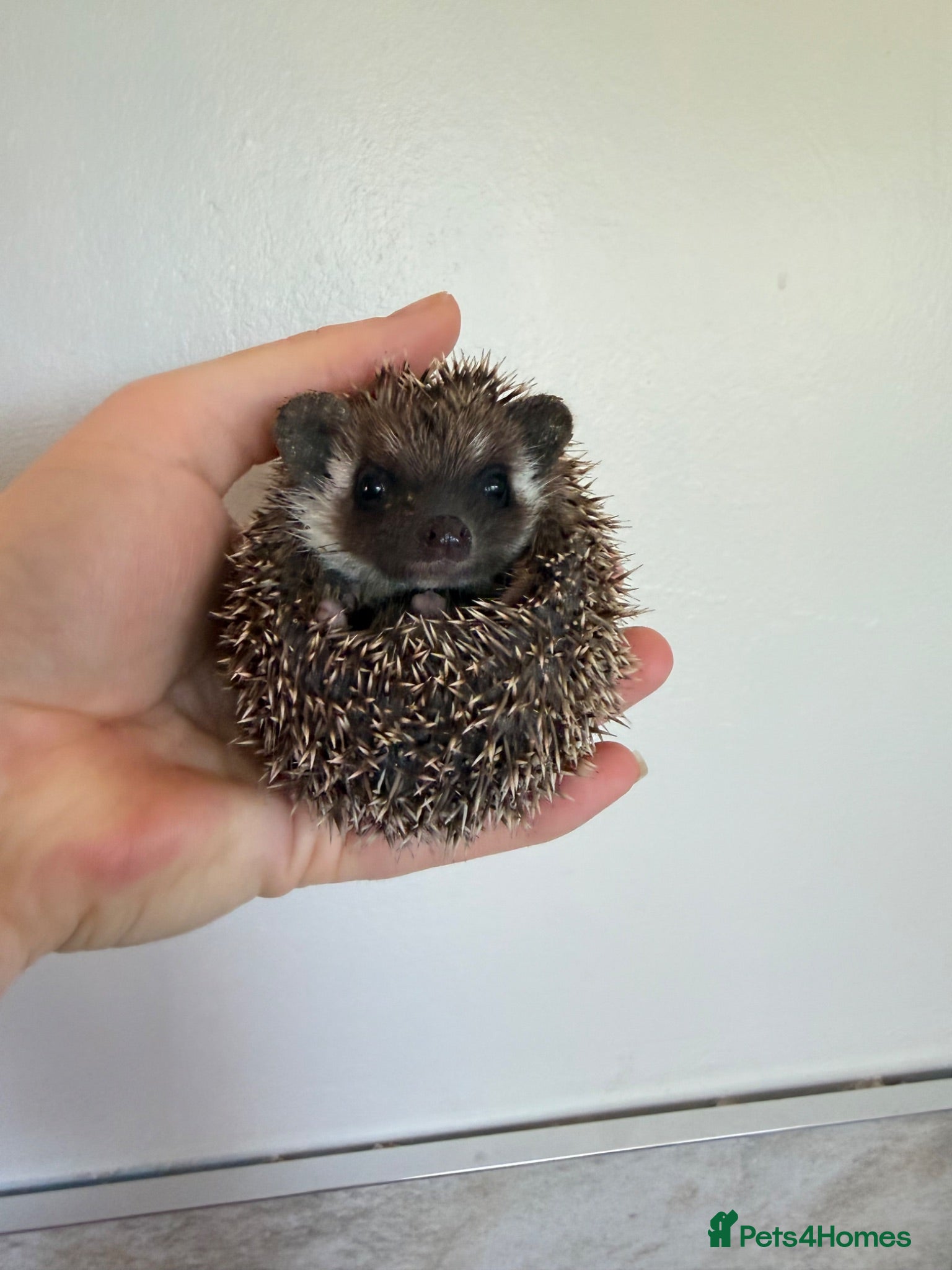 Pygmy Hedgehog rodents African Pygmy hedgehogs available to reserve  - Advert 12