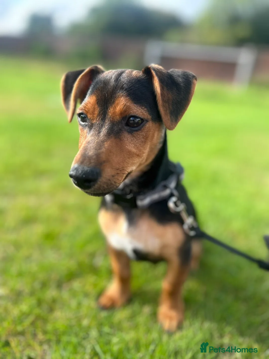 Jack Russell dogs for sale: Jack russell in Leyland - Advert 1