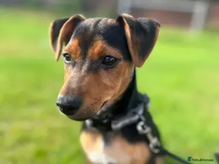 Jack Russell dogs Jack russell - Advert 7