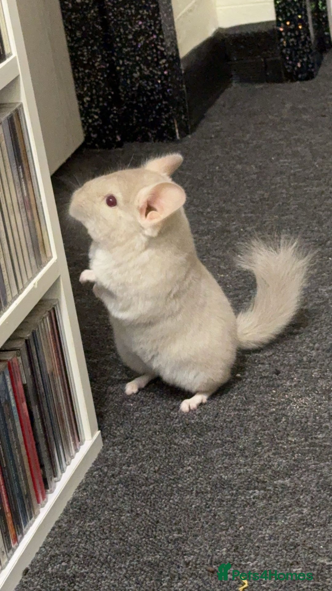 Chinchilla rodents for sale: White male chinchilla  - Advert 6