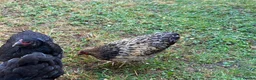 Chickens poultry for sale: Bantam chickens & cockerel  in Oxford - Advert 6