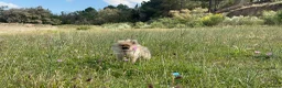 Pomeranian dogs for sale: TOY Pomeranians ready to go  - Advert 10