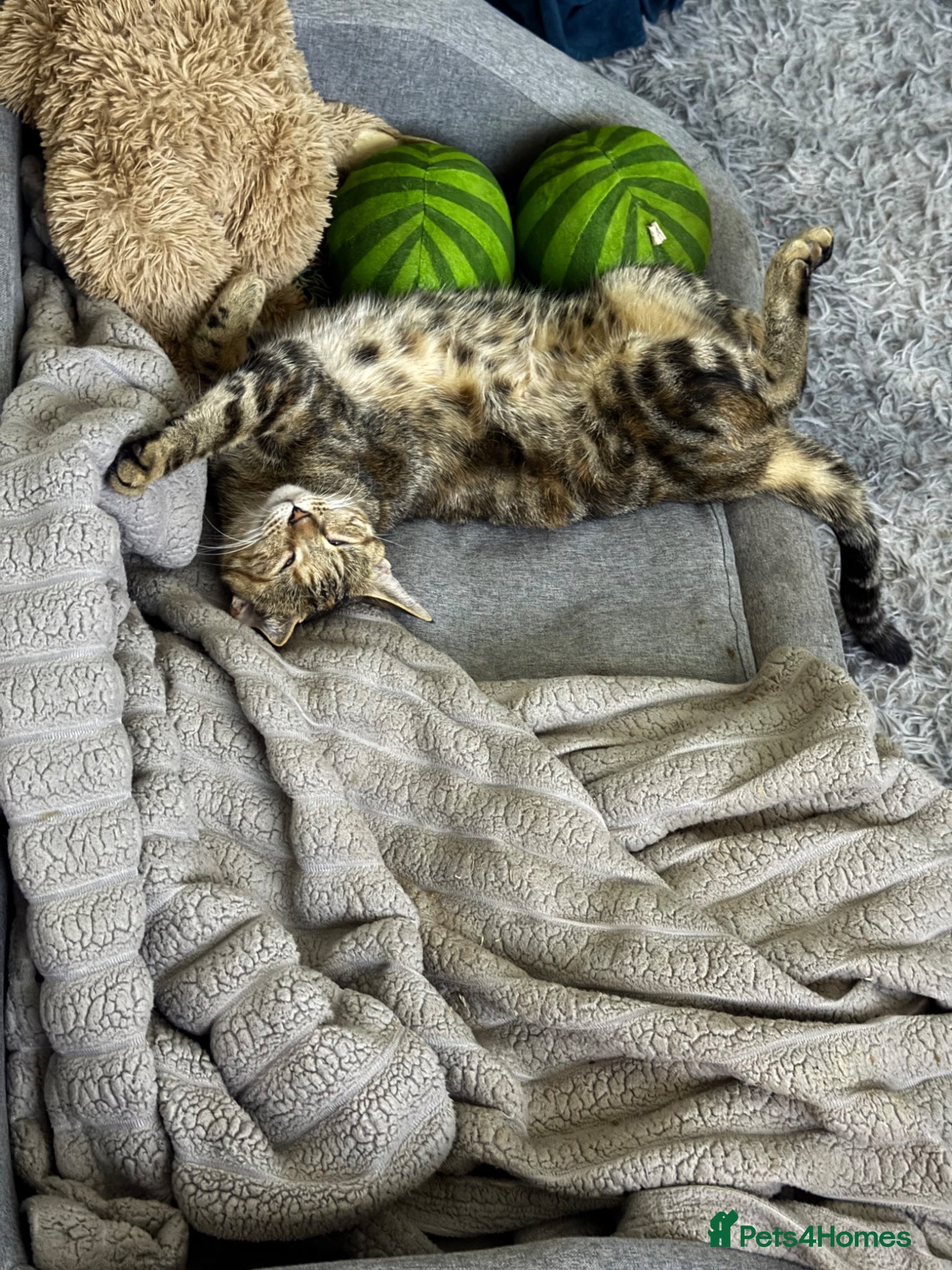 American Shorthair cats for sale: Ready To Leave Today please read full advert pleas - Advert 33