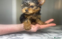Yorkshire Terrier dogs for sale: 1 SUPER MINI BOY - Image 23