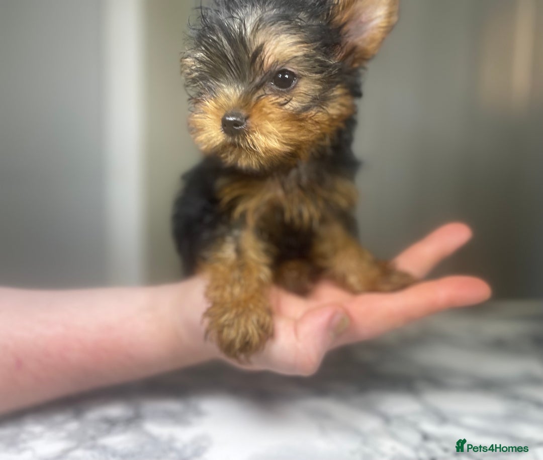 Yorkshire Terrier dogs for sale: 1 SUPER MINI BOY - Image 23