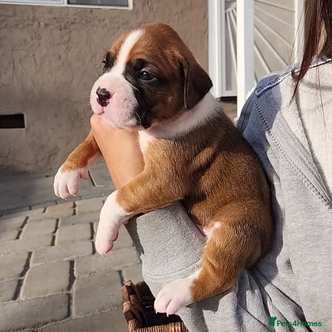 Boxer dogs for sale: Purebred Boxers Puppies - C3 Vacc Girls And Boys - Image 5