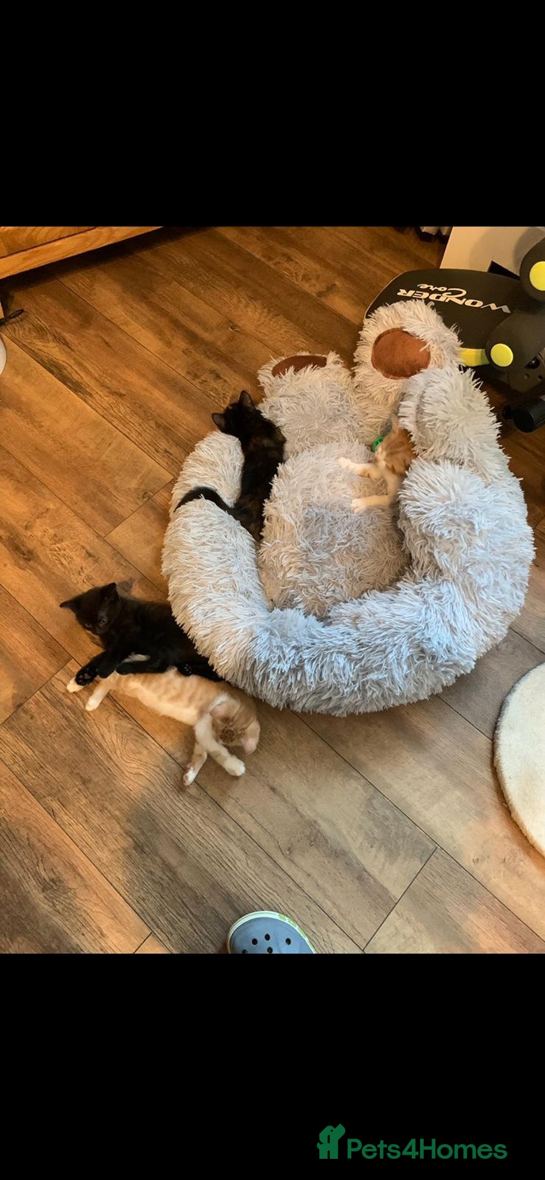 Mixed Breed cats for sale: 3 Male kittens  - Image 6
