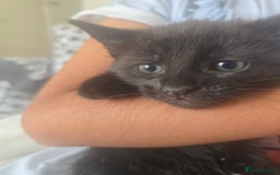 British Shorthair cats for sale: 3 kittens for sale - Image 2