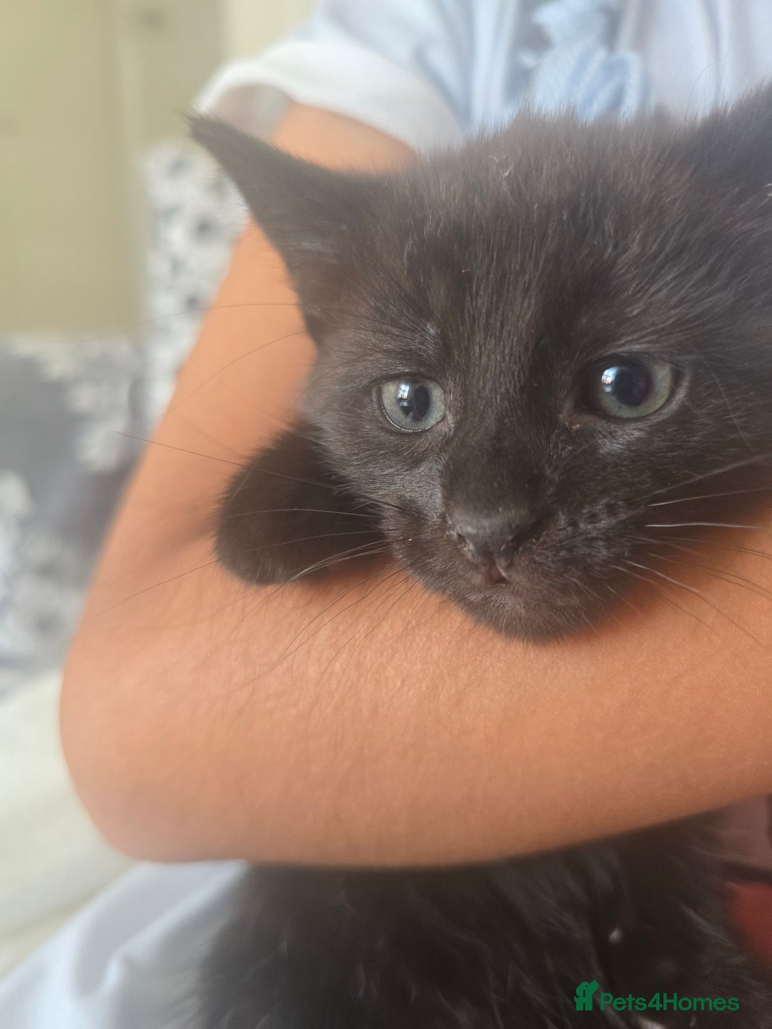 British Shorthair cats for sale: 3 kittens for sale - Image 2