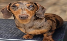 Miniature Dachshund dogs for sale: Miniature Dachshunds - due October, ready December in Durham - Image 2