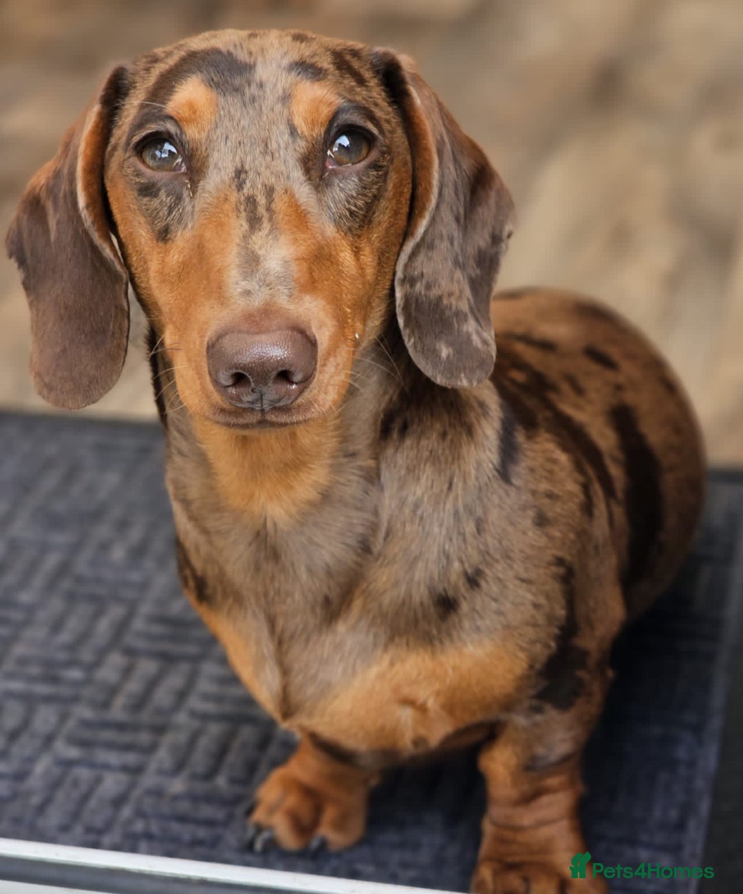 Miniature Dachshund dogs for sale: Miniature Dachshunds - due October, ready December in Durham - Image 2