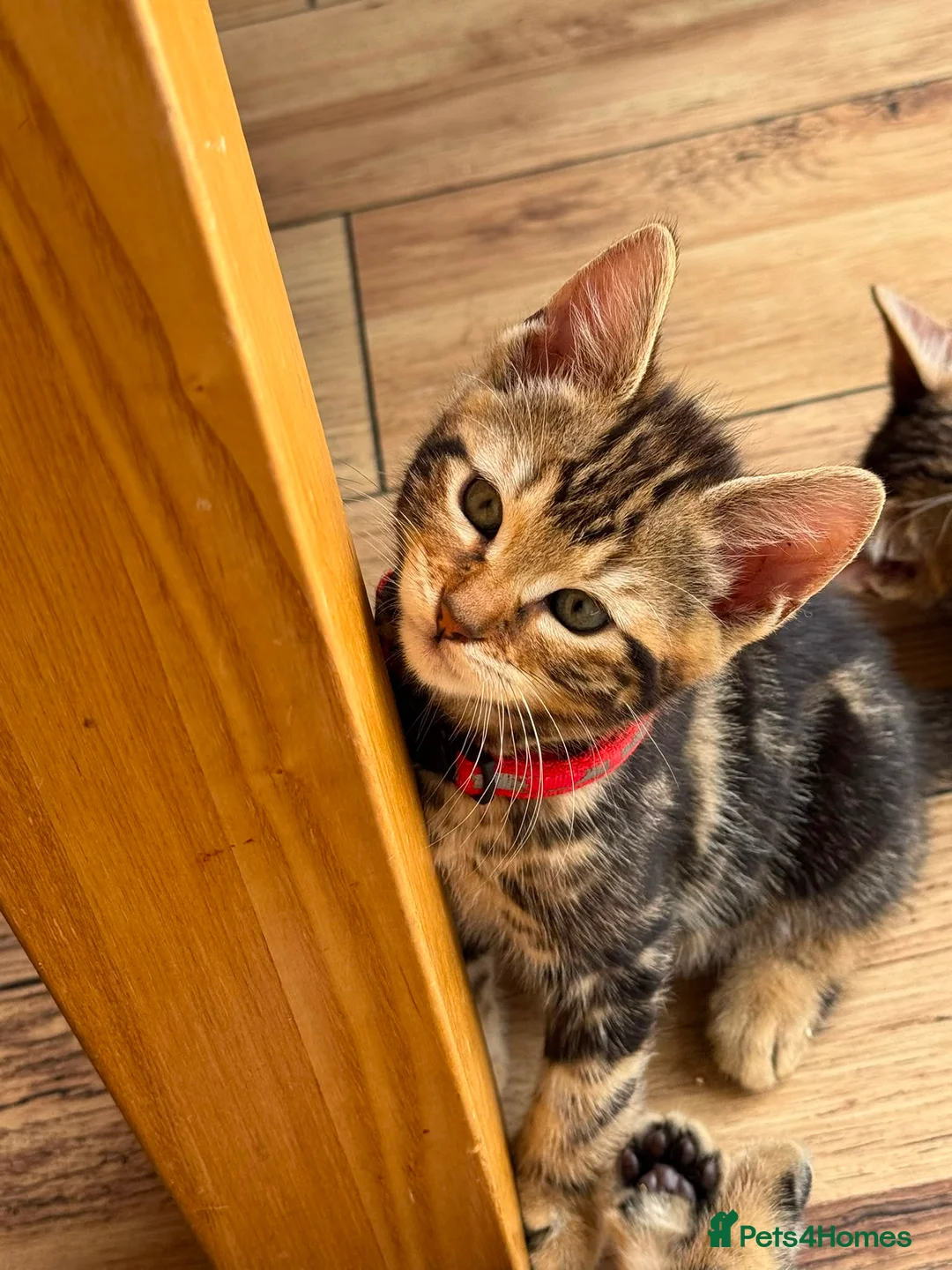 Mixed Breed cats for sale: READY FOR LOVING HOME - Advert 19