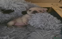 French Bulldog dogs for sale: French bulldog puppies - Image 9