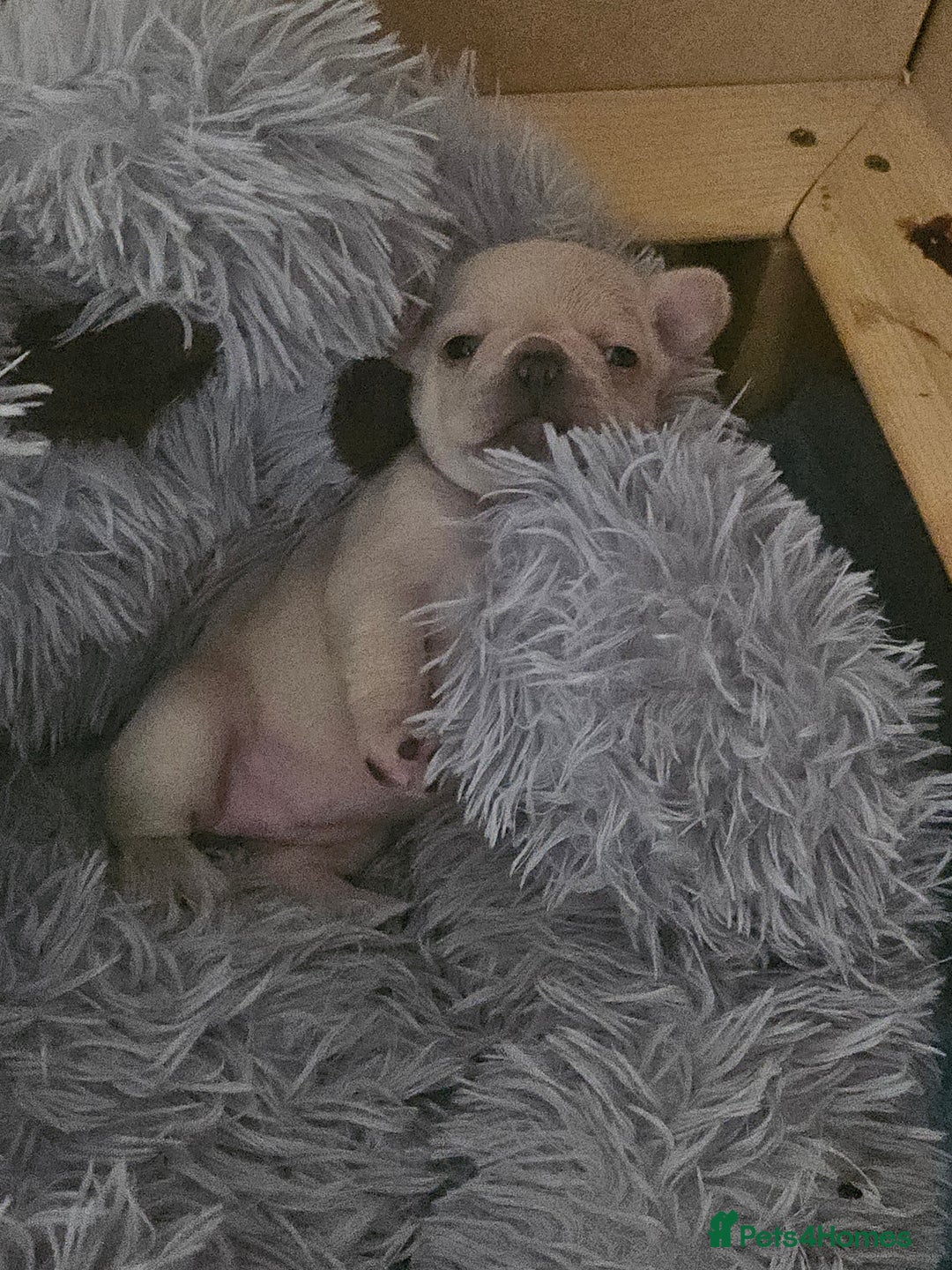 French Bulldog dogs for sale: French bulldog puppies - Image 9