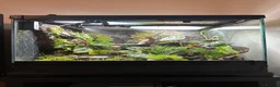 Frog reptiles for sale: Dart frogs and full bio-active set up  - Advert 7