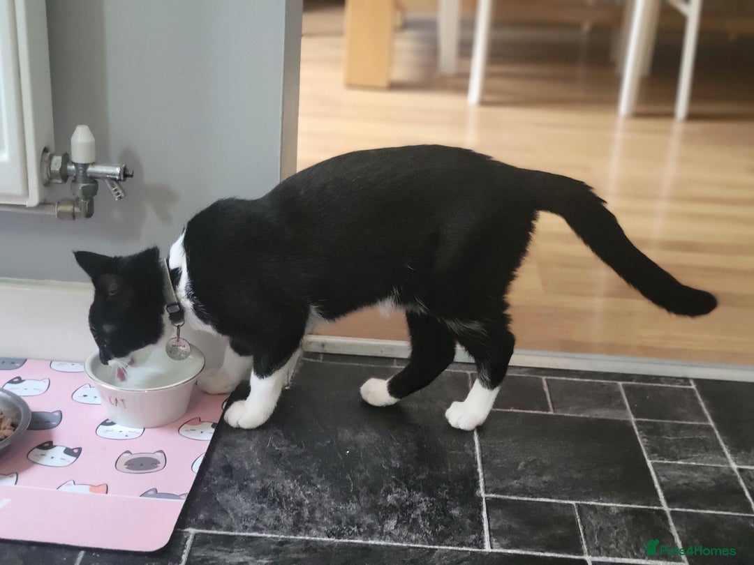 Mixed Breed cats for sale: Friendly girl - Image 6