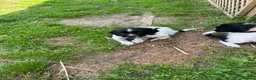 English Springer Spaniel dogs for sale: Pedigree English Springer Spaniel Pups  - Advert 5
