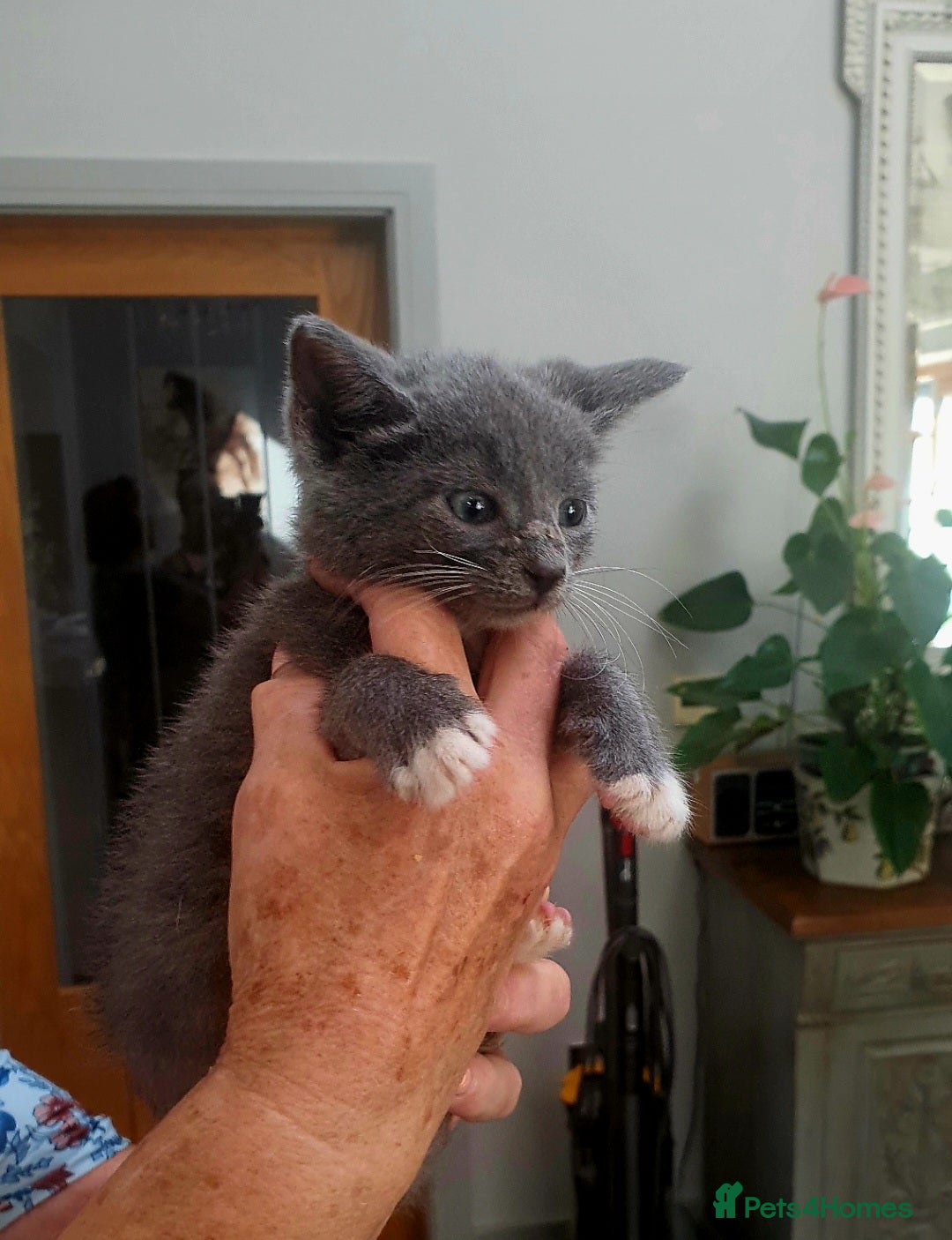 British Shorthair cats BSH part bred - Advert 16