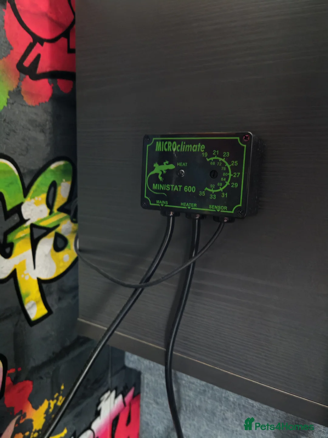 Pygmy Hedgehog rodents for sale: African Pygmy Hedgehog  - Advert 8