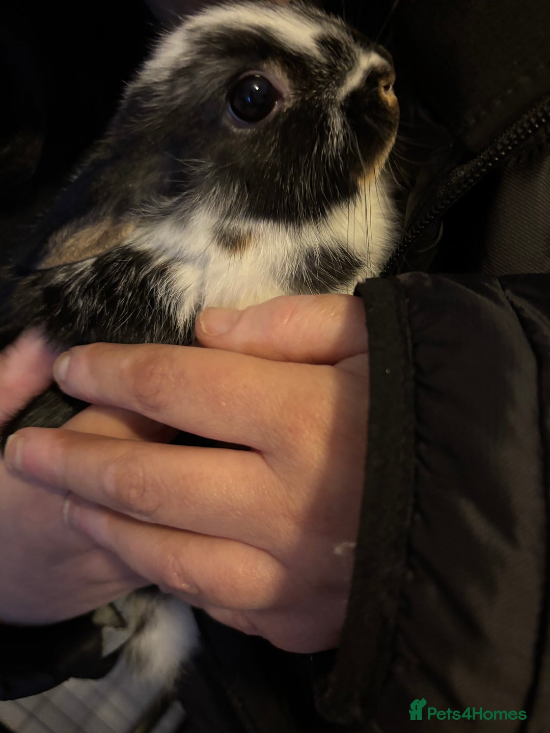 Mixed Breed rabbits for sale: Two female baby rabbits - Advert 4