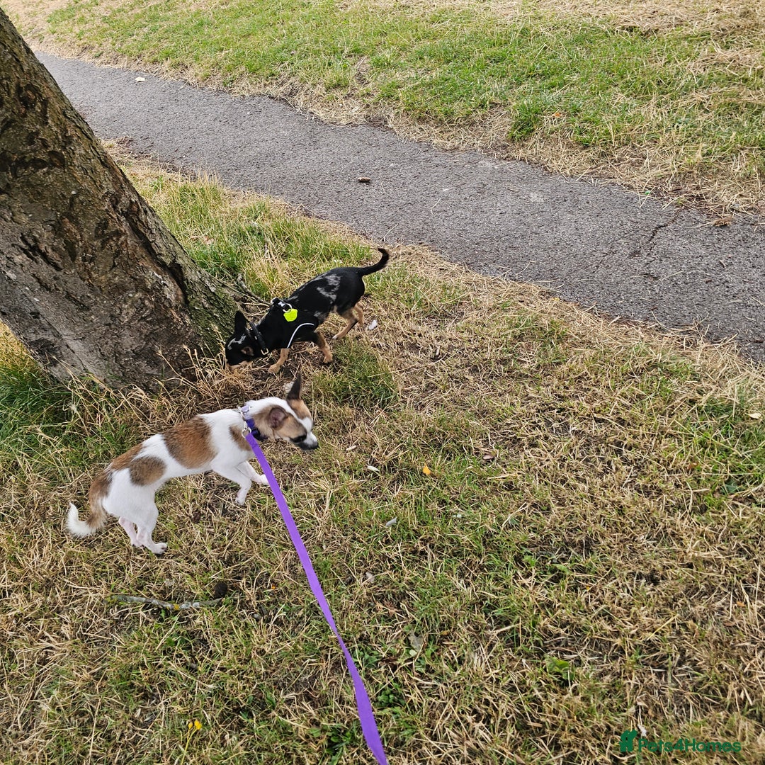 Chihuahua dogs for sale: Female chihuahua  - Image 3