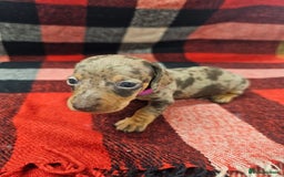 Miniature Dachshund dogs for sale: KC Registered Miniature Dachshund Puppies - Image 7