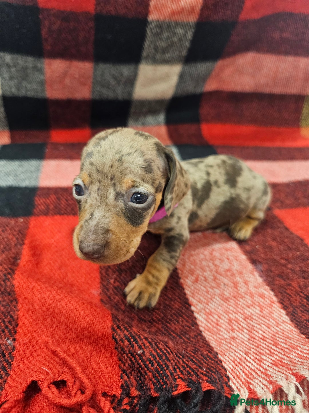Miniature Dachshund dogs for sale: KC Registered Miniature Dachshund Puppies - Image 7