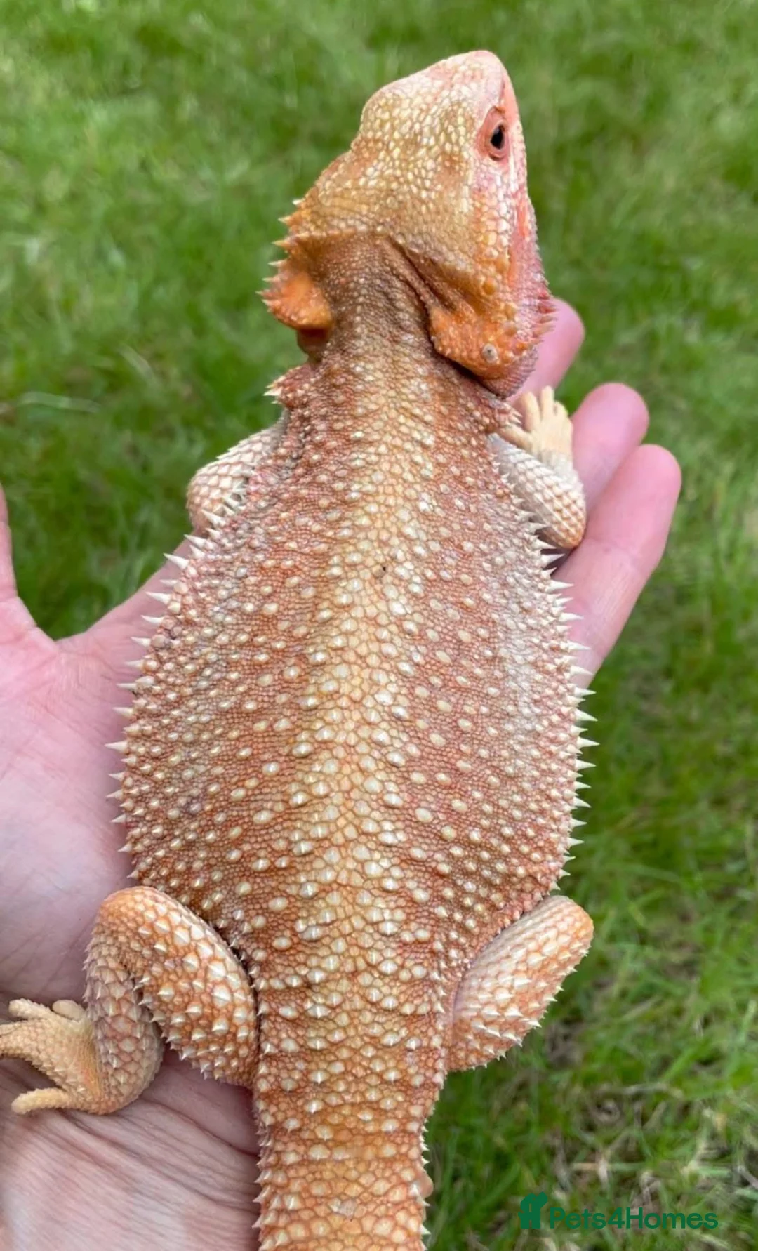 Bearded Dragon reptiles for sale: Red Monster Genetic Stripe Zero Hypo Trans License - Advert 8