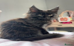 Maine Coon cats for sale: black smoke female  - Image 19