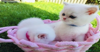 British Shorthair cats British shorthair kittens  - Advert 4