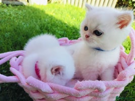 British Shorthair cats British shorthair kittens - Advert 3