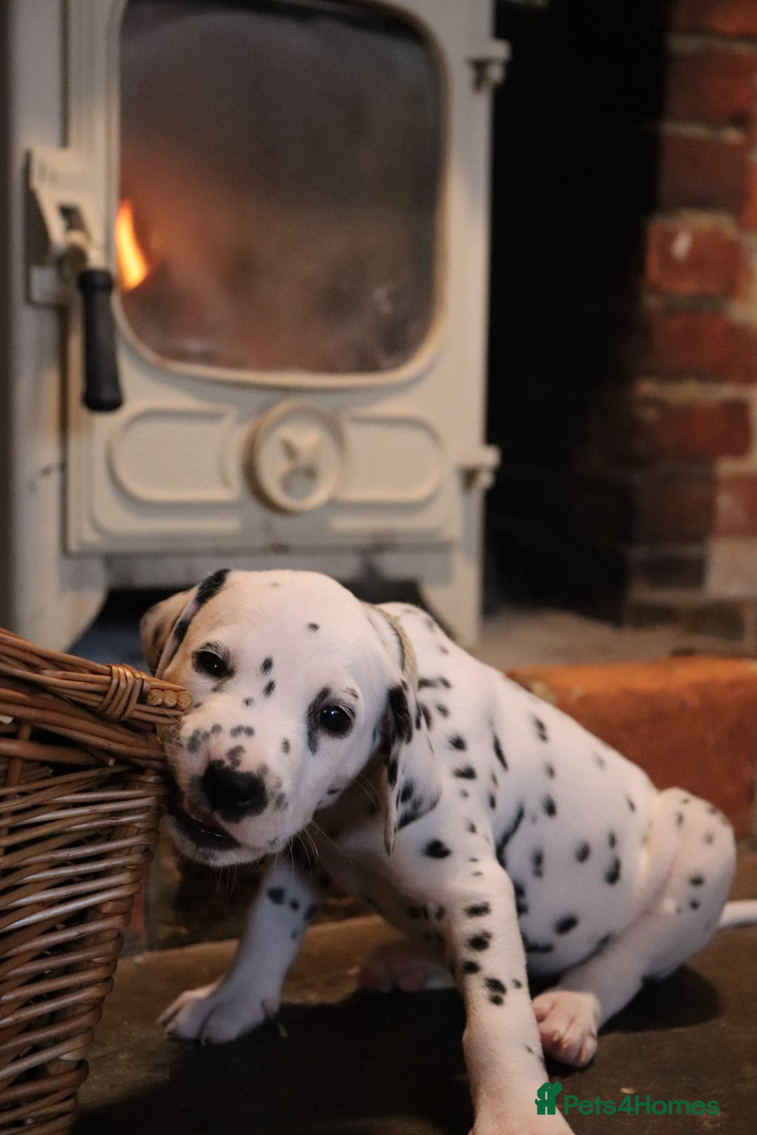 Dalmatian dogs for sale: Beautiful KC Registered Dalmatian Litter - Image 11