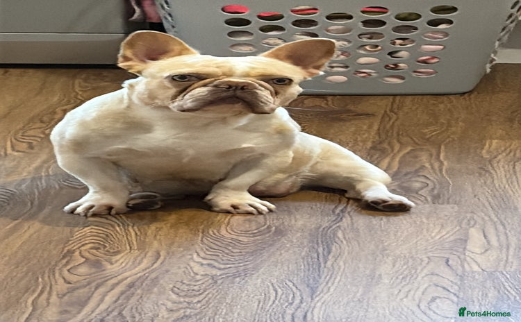 French Bulldog dogs - Advert 6