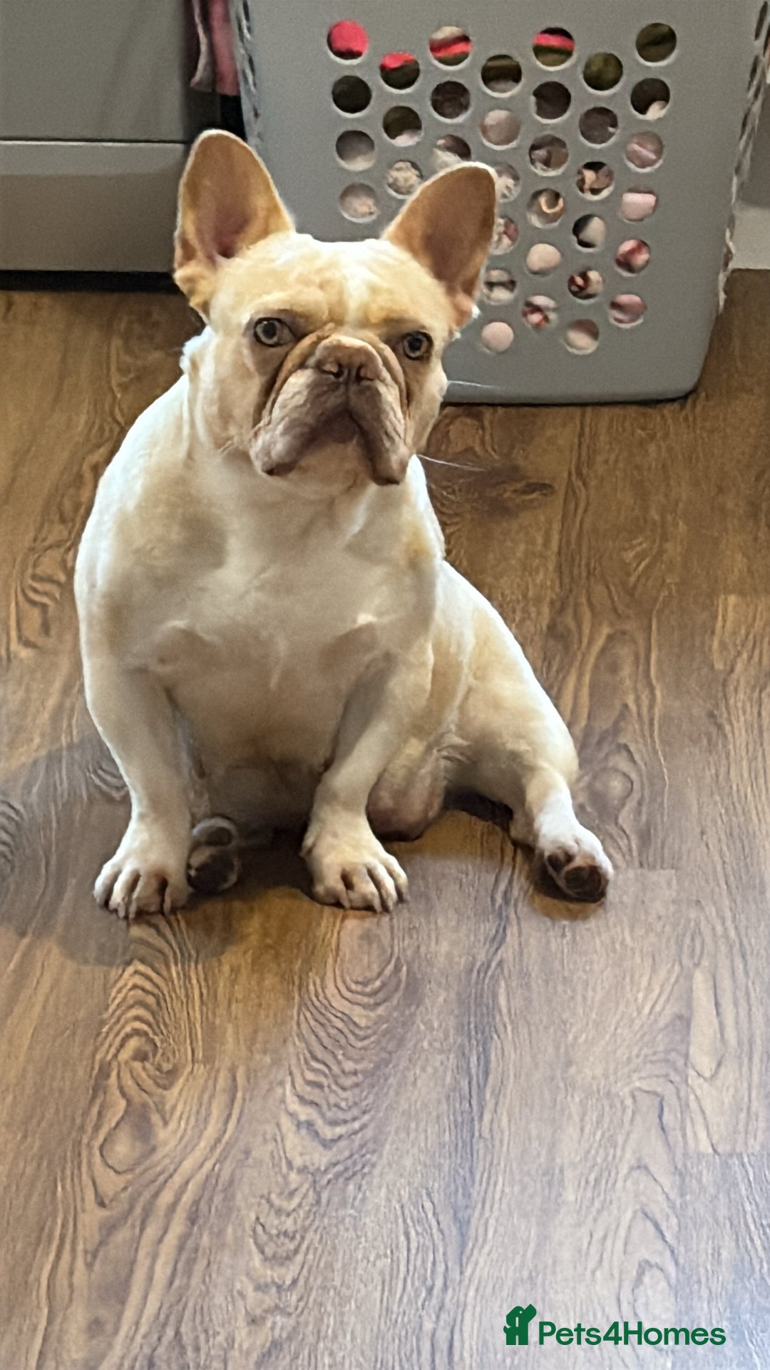 French Bulldog dogs for sale: LOOKING FOR A PERMANENT HOME! FEMALE FRENCHIE - Image 1