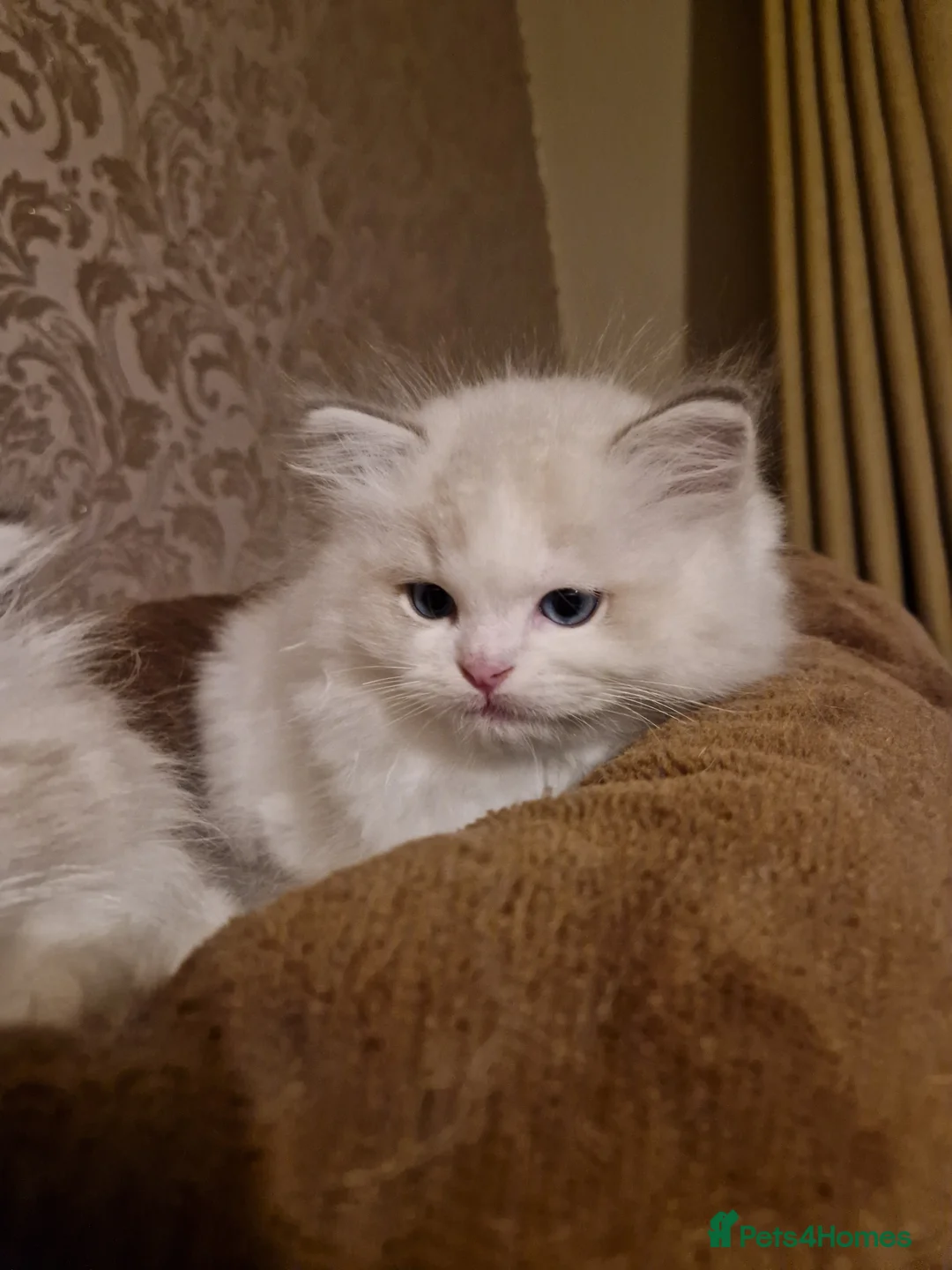 Ragdoll cats for sale: Show quality Ragdoll kittens  - Advert 2
