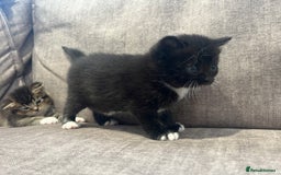 British Shorthair cats for sale: Beautiful British shorthair kitty!! - Image 13