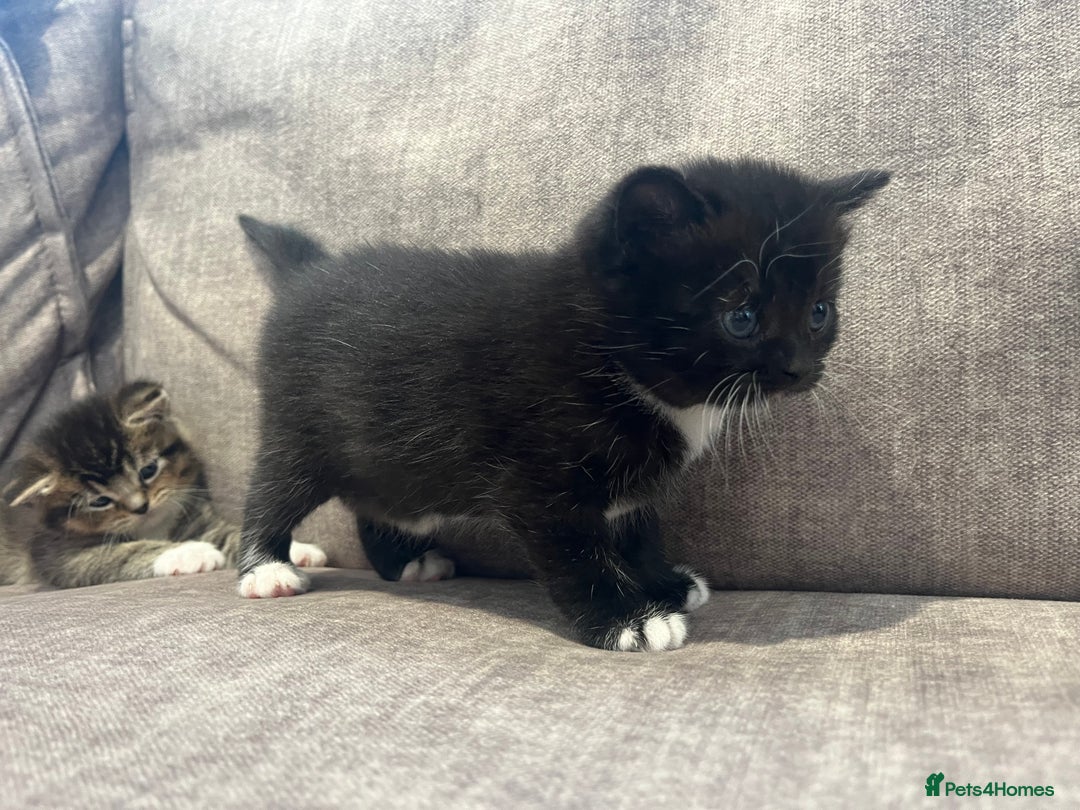 British Shorthair cats for sale: Beautiful British shorthair kitty!! - Image 13