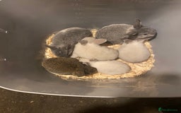 Mixed Breed rabbits for sale: Baby rabbits  - Image 1