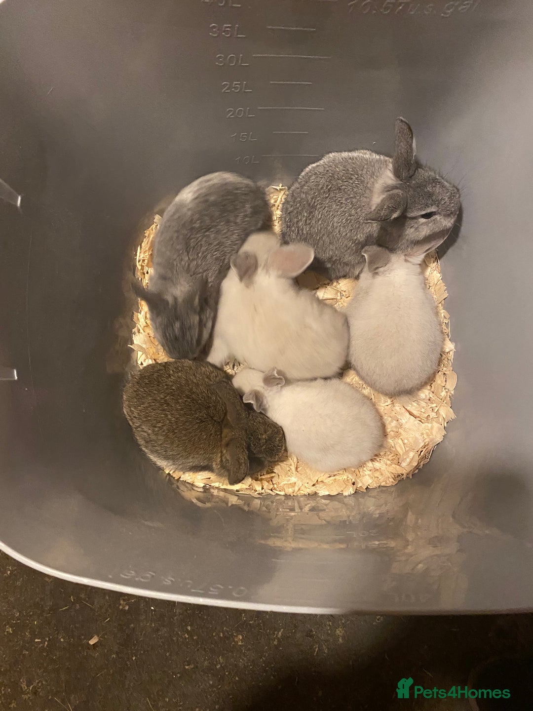 Mixed Breed rabbits for sale: Baby rabbits  - Image 1