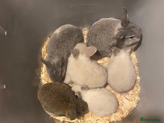 Mixed Breed rabbits for sale - Advert 1