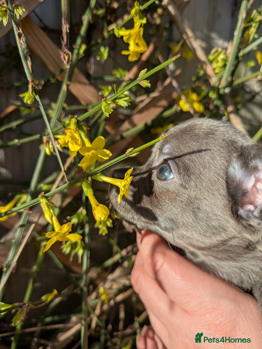 Chihuahua dogs for sale: Rare colour and tiny pedigree Chihuahuas  - Advert 11