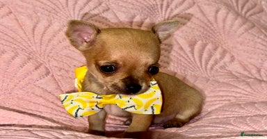 Chihuahua dogs - Advert 3