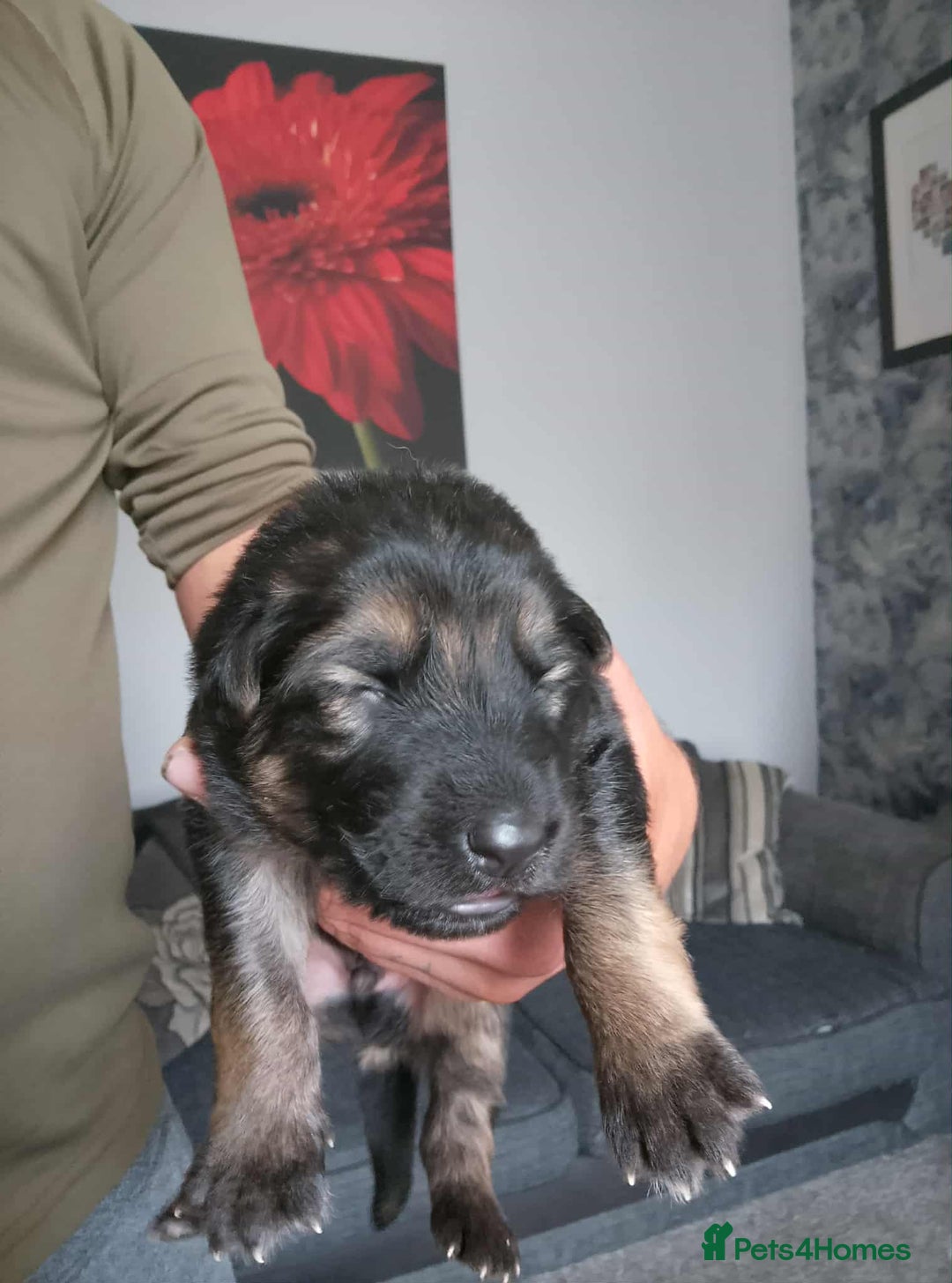 German Shepherd dogs for sale: Beautiful chunky German shepherd pups - Image 6