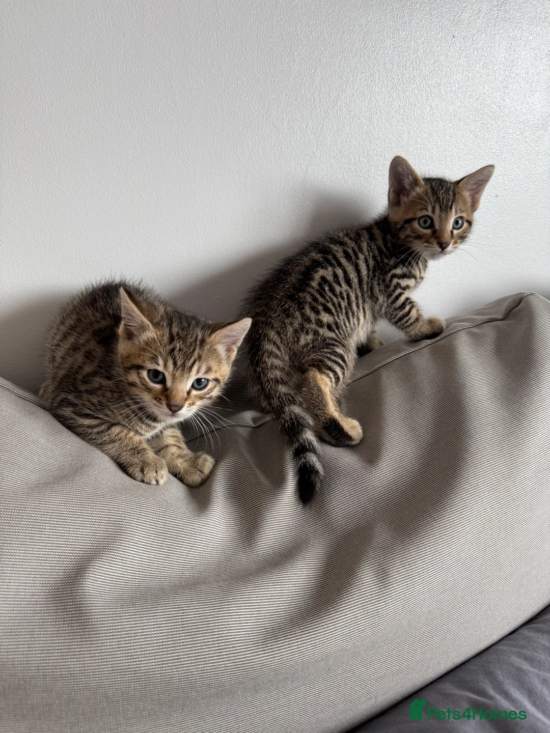 Mixed Breed cats for sale: TICA Registered Bengal x Russian Blue Kittens - Advert 9