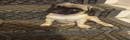 Pug dogs for sale: Rebecca  - Advert 6