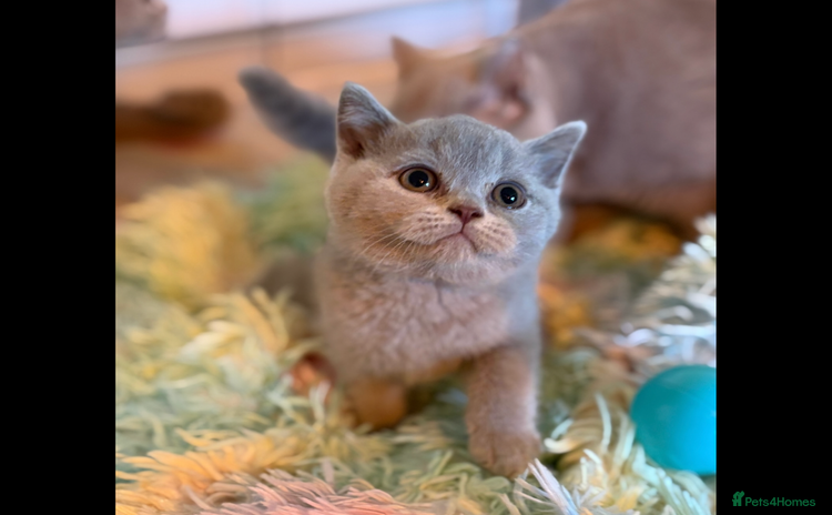 British Shorthair cats - Advert 8
