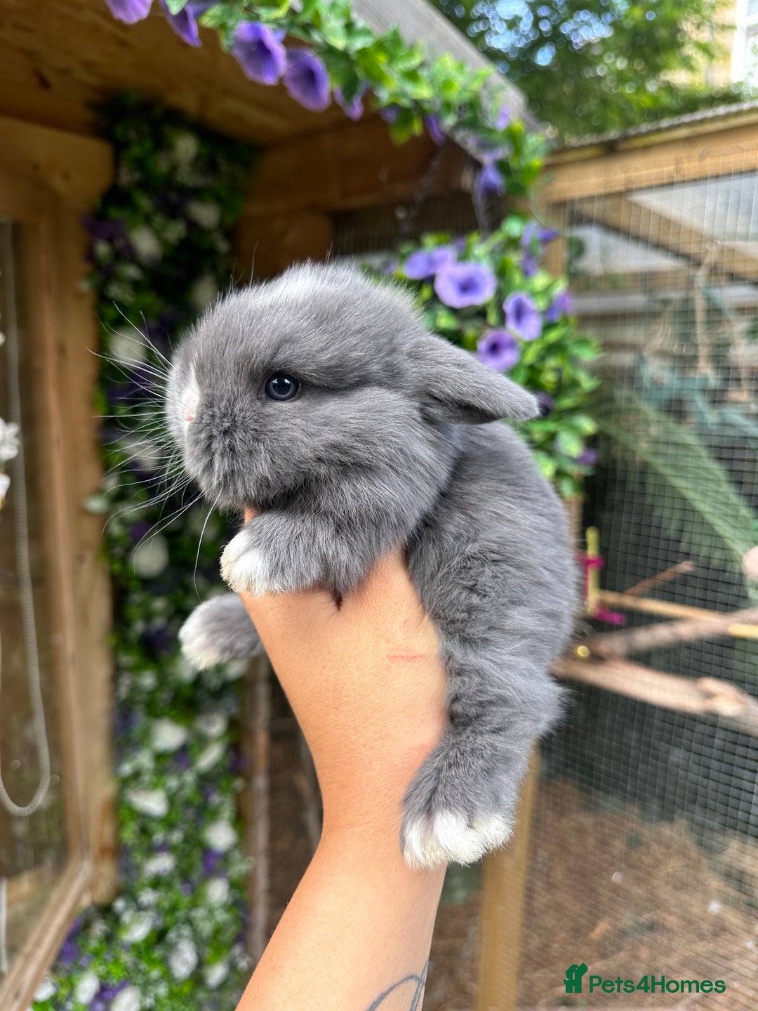 Mini Lop rabbits for sale: Cutest Baby Mini Lop Bunny’s  - Image 8